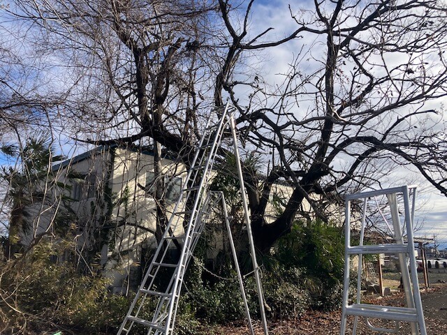 甘楽町F様邸で道路と建物にかかる樹木を伐採する前の様子