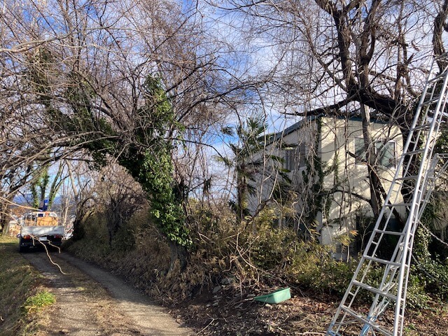 甘楽町F様邸でツルや樹木が生い茂る施工前の状況