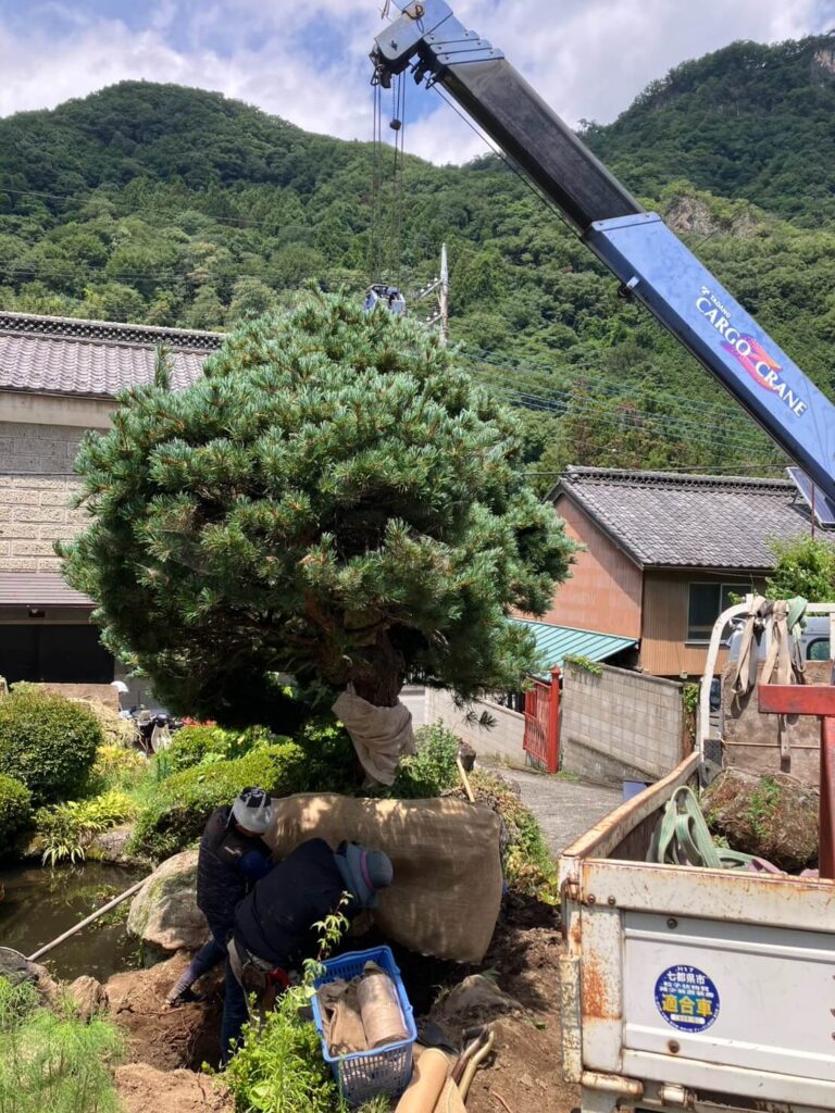 南牧村のゴヨウマツ移植工事で根鉢を整える作業