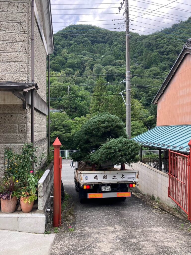 移植のためトラックへ積み込んだゴヨウマツ
