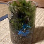 想苑の若手社員が制作した苔テラリウム