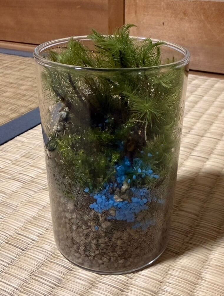 想苑の若手社員が制作した苔テラリウム